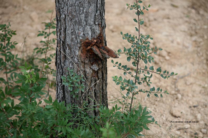 Las heridas de los árboles