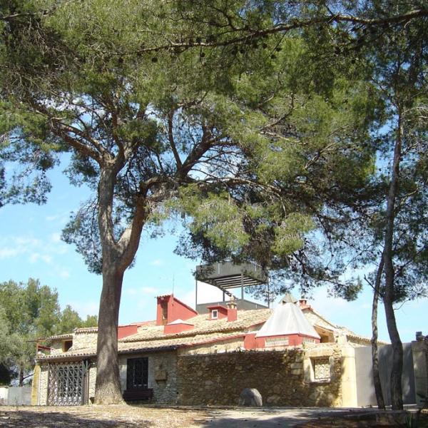 Anteo: the pine hooked to the ground