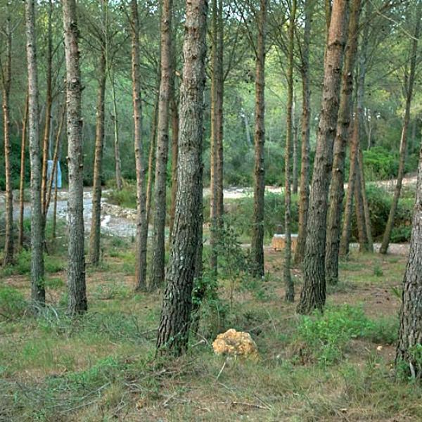 El bosque y las obras