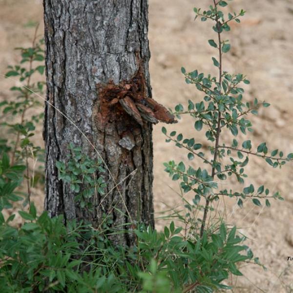 Las heridas de los árboles